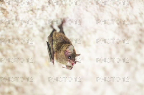 Lesser mouse-eared myotis (Myotis blythii) bat hanging on a wall, Bavaria, Germany