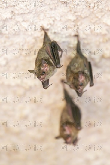 Lesser mouse-eared myotis (Myotis blythii) bats hanging on a wall, Bavaria, Germany