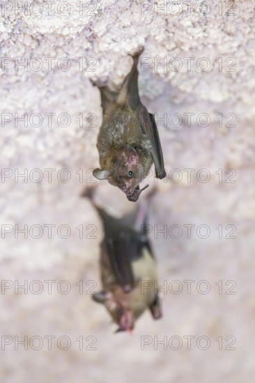 Lesser mouse-eared myotis (Myotis blythii) bat hanging on a wall, Bavaria, Germany