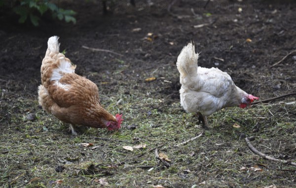 Hen, Gallus gallus domesticus, looking for food in a free-range farm, organic farming, Saxony-Anhalt, Germany
