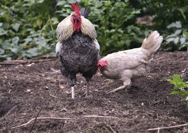 Domestic chickens, Gallus gallus domesticus, with roosters searching for food in outdoor enclosures, Saxony-Anhalt, Germany