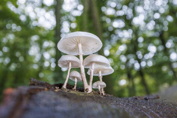 Beech slime (Mucidula mucida), Germany