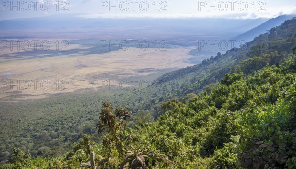 View of Ngorongoro Crater, Crater Viewpoint, Forest and Savanna Landscape, Ngorongoro Conservation Area, Tanzania