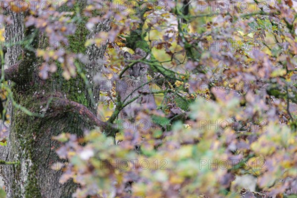 A female cougar (Puma concolor) rests hidden by leaves on a big branch high up in an oak tree. W USA, S Canada, Central and S America