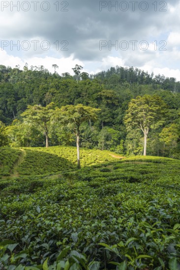 Tea plantation on hills between tropical rainforest, Amani Nature Forest Reserve, Eastern Usambara Mountains, Tanga, Tanzania