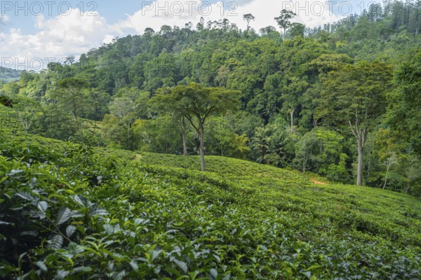 Tea plantation on hills between tropical rainforest, Amani Nature Forest Reserve, Eastern Usambara Mountains, Tanga, Tanzania