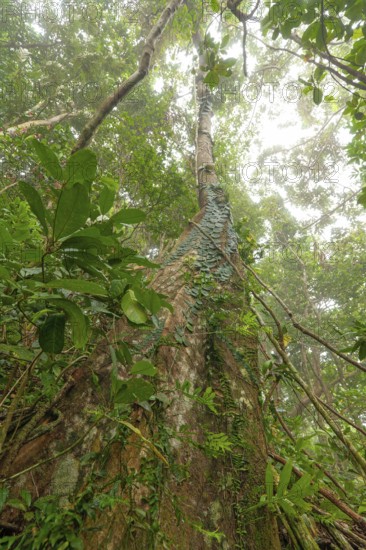 Misty tropical forest with ficus and endemic species on the way to Mount Sorrow in Daintree National Park, Queensland, Australia
