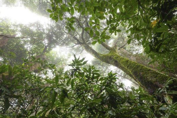 Misty tropical forest with ficus and endemic species on the way to Mount Sorrow in Daintree National Park, Queensland, Australia