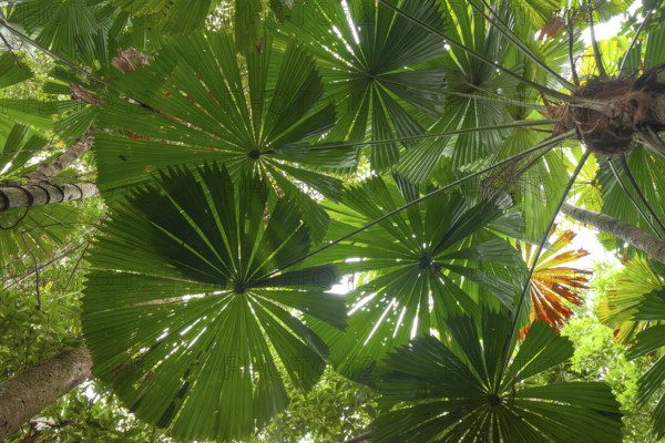 Australian fan palms in sunny rainforest on the way to Mount Sorrow in Daintree National Park Queensland, Australia