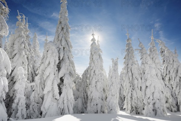 Snow-covered fir trees in sunshine, Stübenwasen, Feldberg, Todtnauberg, Black Forest, Baden-Württemberg, Germany