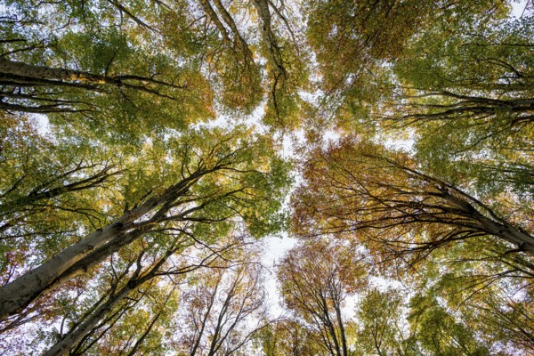Autumn forest, view of the treetops from below, Schauinsland, Freiburg im Breisgau, Black Forest, Baden-Württemberg, Germany