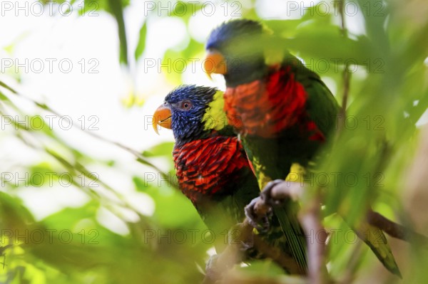Parrot, colorful, all-color lory, Trichoglossus haematodus