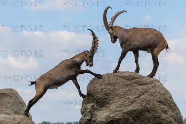 Two male ibexes (Capra ibex) stand facing each other on a rock and playfully fight with each other. A young ibex watches the scene. A blue sky with clouds can be seen in the background. Carinthia, Austria