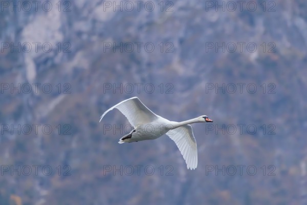 A mute swan (Cygnus olor) flies over a lake. In the background, a mountain forest can be seen in autumnal colors. Upper Austria