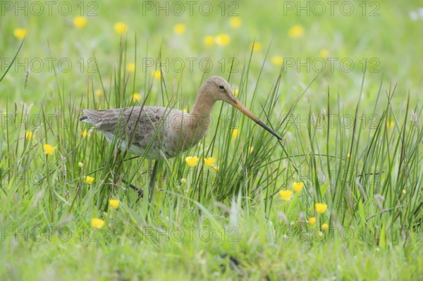 Black-tailed gown (Limosa limosa) looking for food in meadows, Lower Saxony, Germany