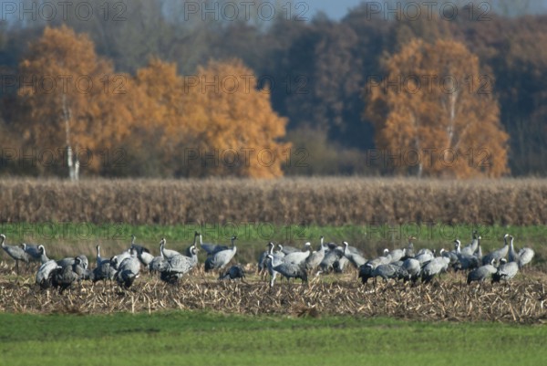 Cranes (grus grus) while resting on the southward train looking for food in a harvested corn field, North Rhine-Westphalia, Germany