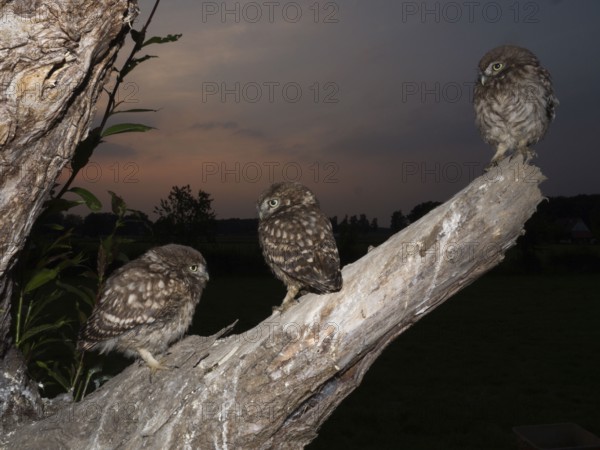 Little owl (Athene noctua), young stone owls sitting at twilight, North Rhine-Westphalia, Germany