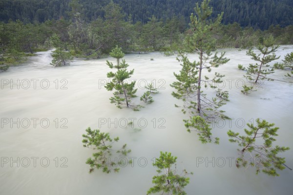 The Isar carries floods between Lake Sylvenstein and Lenggries. Trees and pines sink in the torrential flood water in the Isar Valley. Lenggries, Upper Bavaria, Bavaria, Germany