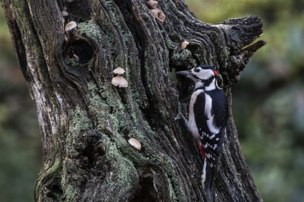 Great Spotted Woodpecker (Dendrocopos major), Emsland, Lower Saxony, Germany