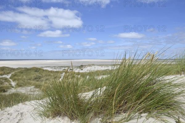 Dune landscape near Sankt Peter-Ording, Westerhever lighthouse, North Sea, Schleswig-Holstein, Germany