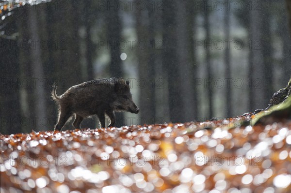 Wild boar defector, Daun, Rhineland-Palatinate, Germany