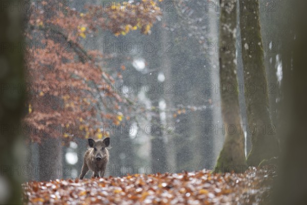 Wild boar newbie in the rain, Daun, Rhineland-Palatinate, Germany