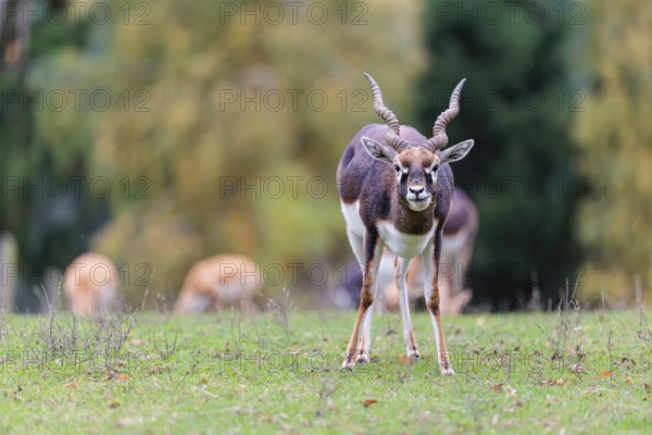 A male blackbuck (Antilope cervicapra) stands on a green meadow on a cloudy day. Some females can be seen in the background. India, Pakistan, Bangladesh