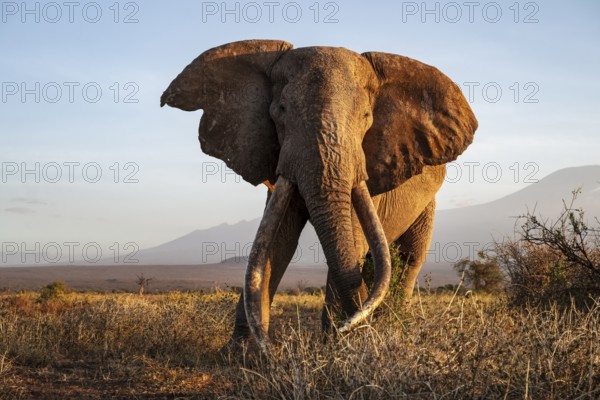 African elephant (Loxodonta africana) with Kilimanjaro, the famous Super Tusker elephant Craig, old male with long tusks, evening light, Amboseli, Kajiado County, Kenya