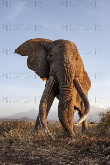African elephant (Loxodonta africana), the famous Super Tusker elephant Craig, old male with long tusks, evening light, Amboseli, Kajiado County, Kenya