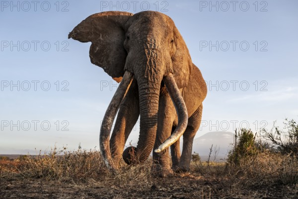 African elephant (Loxodonta africana), the famous Super Tusker elephant Craig, old male with long tusks, evening light, Amboseli, Kajiado County, Kenya