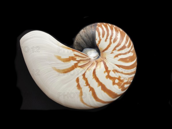 Pearl boat (Nautilus pompilius), Nautilidae family, interior view of the bowl, phragmocon, spiral, air-filled chambers with the help of which the Nautilus tars, living chamber, Philippines