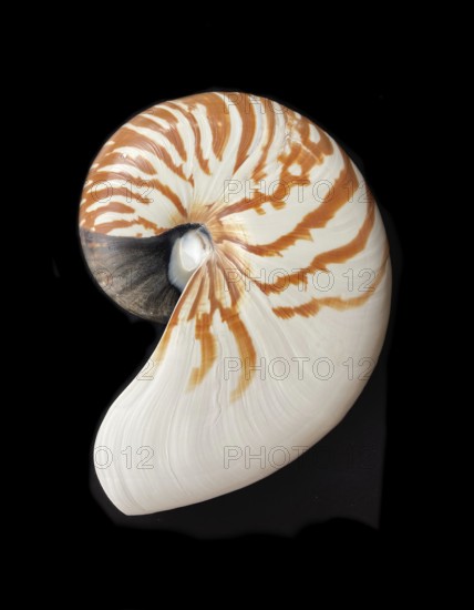 Pearl boat (Nautilus pompilius), Nautilidae family, interior view of the bowl, phragmocon, spiral, air-filled chambers with the help of which the Nautilus tars, living chamber, Philippines