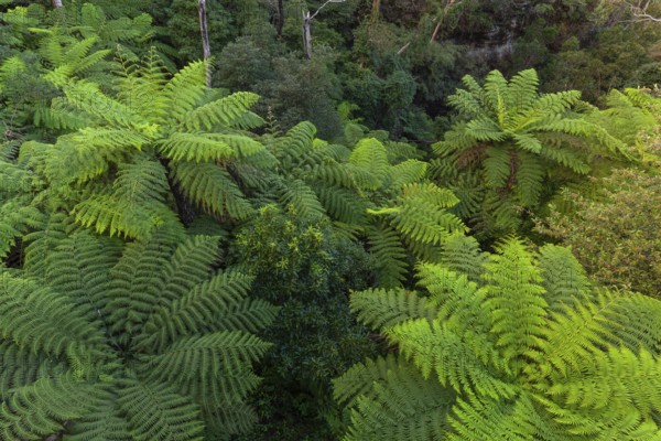 Dense greenery and ferns along the Fern Bower Circuit, Blue Mountains, New South Wales, Australia
