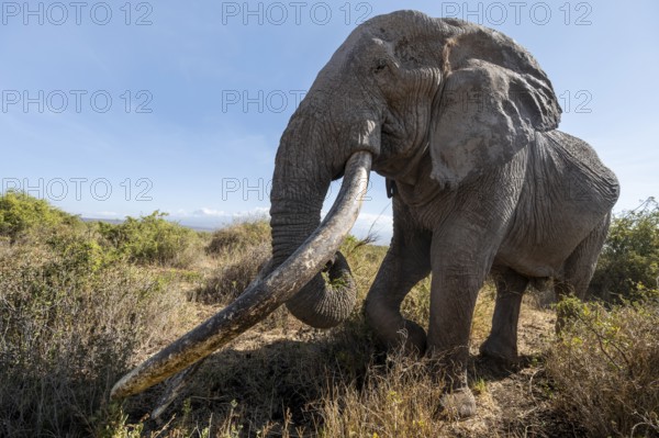 African elephant (Loxodonta africana) eats leaves, the famous Super Tusker elephant Craig, old male with long tusks, Kajiado County, Kenya