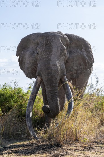 African elephant (Loxodonta africana), the famous Super Tusker elephant Craig, old male with long tusks, Kajiado County, Kenya