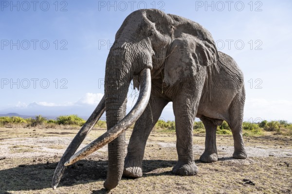 African elephant (Loxodonta africana), the famous Super Tusker elephant Craig, old male with long tusks, Kajiado County, Kenya