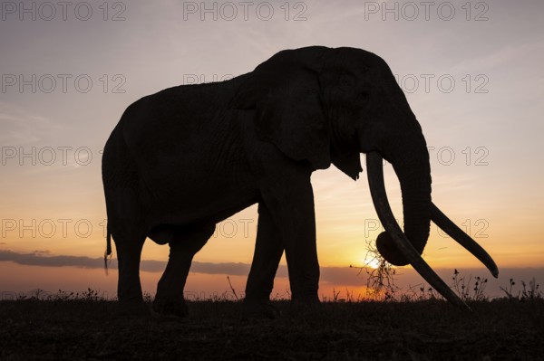 Backlight, African elephant (Loxodonta africana), the famous Super Tusker elephant Craig, old bull elephants with long tusks, at sunset, Amboseli, Kenya