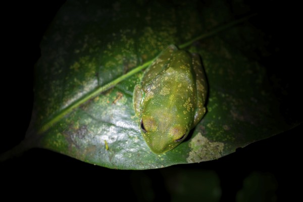 Forest climbing frog (Leptopelis barbouri) in the jungle, night view, Amani Forest Reserve, Tanzania