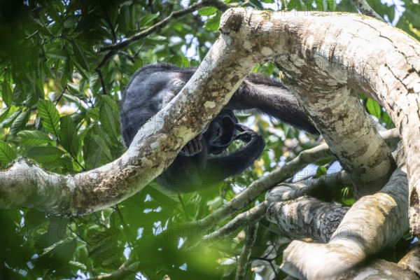 Chimpanzee (Pan Troglodytes), adult male feeding in the treetop in the jungle, Murchison Falls National Park, Uganda