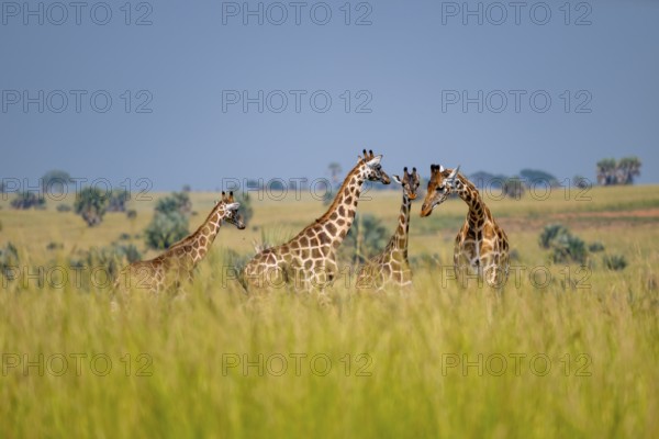 Rothschild giraffes in Murchison Falls National Park, Uganda