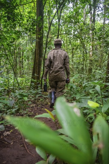 Ranger running in the jungle, Kibale National Park, Uganda