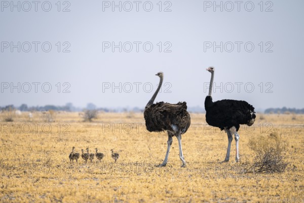 African ostrich (Struthio camelus), adult female and male with six young animals, chicks, animal family, African savanna, Nxai Pan National Park, Botswana