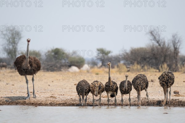 African ostrich (Struthio camelus), funny animal family, mother and six juvenile young animals, group drinking at the waterhole, Nxai Pan National Park, Botswana