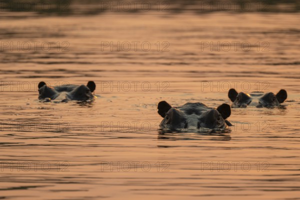 Evening mood, hippo (Hippopotamus amphibius) in the Okavango Delta, Botswana