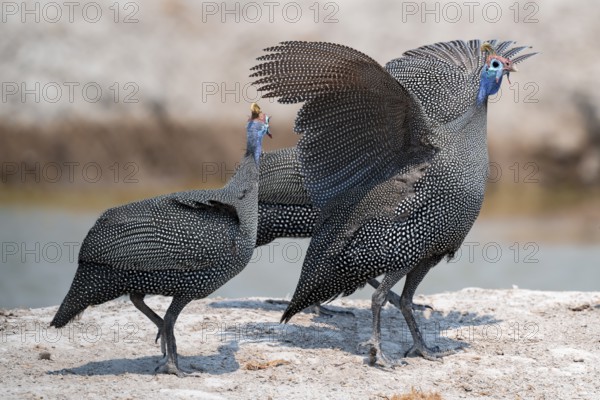 Helmet guinea fowl (Numida meleagris), swarm at the waterhole, Nxai Pan National Park, Botswana