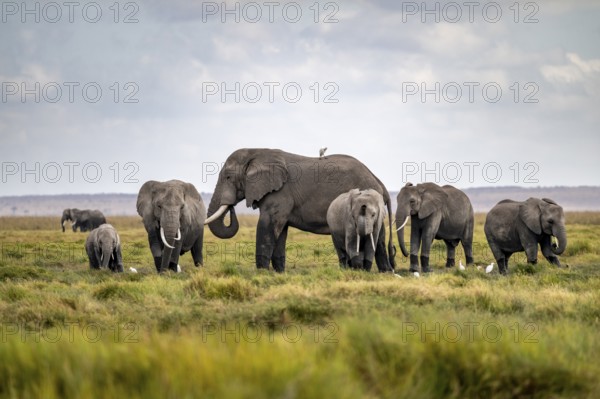African elephant (Loxodonta africana), herd of young animals in Amboseli National Park, Rift Valley Province, Kenya