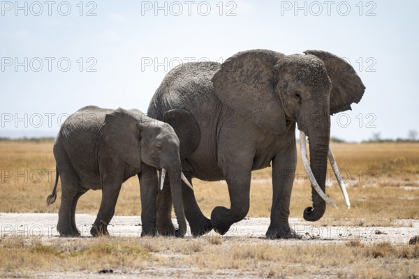 Arid Landscape, African Elephant (Loxodonta africana), Amboseli National Park, Rift Valley Province, Kenya