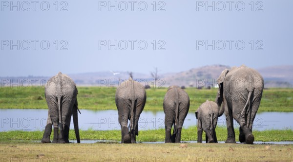 Funny, herd standing in line at water and drinking, African elephant (Loxodonta africana), Amboseli National Park, Rift Valley Province, Kenya