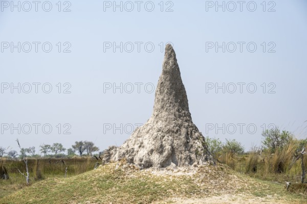 Large termite hill, Moremi Game Reserve, Botswana