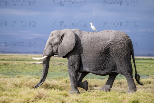 African elephant (Loxodonta africana), herd of young animals in Amboseli National Park, Rift Valley Province, Kenya